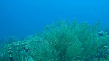 mercan hayat sualtı video 1080p Karayip Denizi