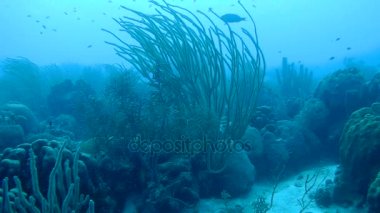 mercan hayat sualtı video 1080p Karayip Denizi