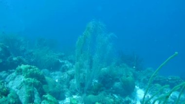 mercan hayat sualtı video 1080p Karayip Denizi