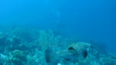 mercan hayat sualtı video 1080p Karayip Denizi