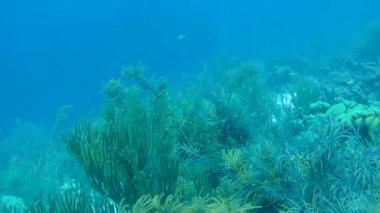 mercan hayat sualtı video 1080p Karayip Denizi