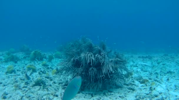 Coral vida subaquática vídeo 1080p Mar do Caribe — Vídeo de Stock