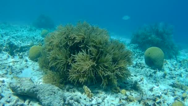 Vida coralina vídeo submarino 1080p Mar Caribe — Vídeo de stock