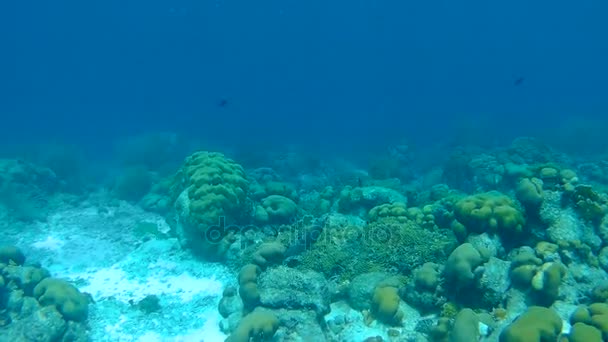 Коралловые жизни под водой видео 1080p Карибского моря — стоковое видео