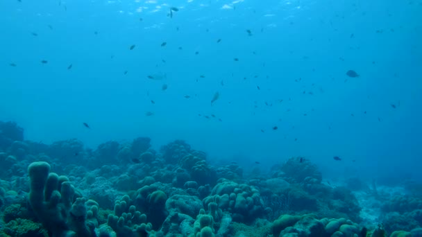 Коралловые жизни под водой видео 1080p Карибского моря — стоковое видео