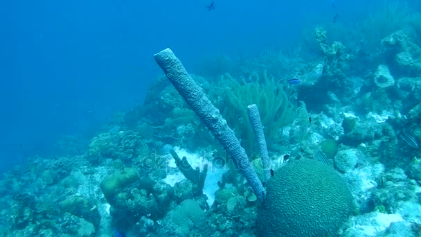 Vie corail vidéo sous-marine 1080p Mer des Caraïbes — Video