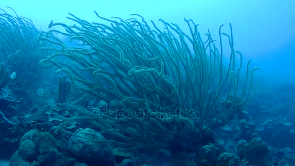 Vita corallina subacquea video 1080p Mar dei Caraibi — Video Stock