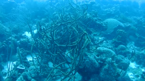Korall liv underwater video 1080p Karibiska havet — Stockvideo