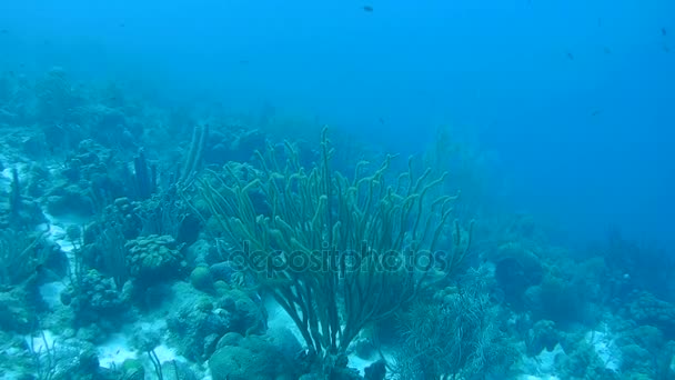 Vida coralina vídeo submarino 1080p Mar Caribe — Vídeos de Stock