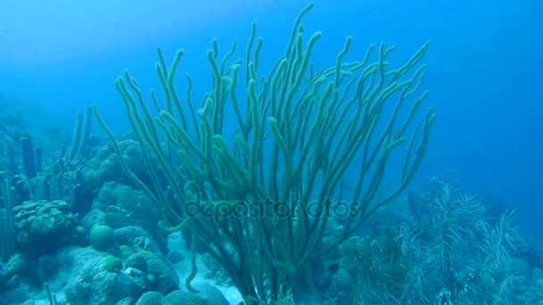 Coral life underwater video 1080p Caribbean Sea — Stock Video