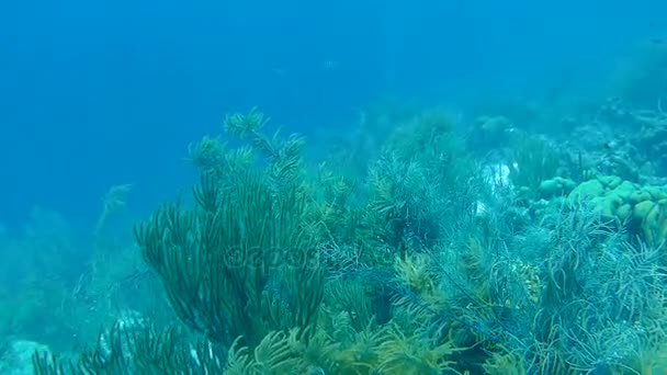 Κοραλλιογενείς ζωής υποβρύχια βίντεο 1080p Καραϊβική Θάλασσα — Αρχείο Βίντεο