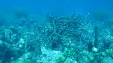 mercan hayat sualtı video 1080p Karayip Denizi
