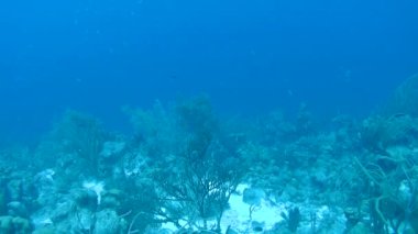 mercan hayat sualtı video 1080p Karayip Denizi
