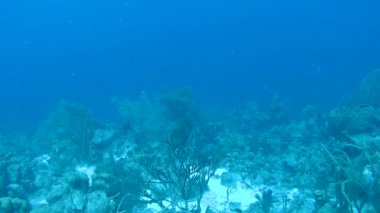 mercan hayat sualtı video 1080p Karayip Denizi