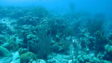 mercan hayat sualtı video 1080p Karayip Denizi
