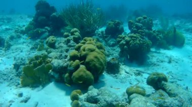 mercan hayat sualtı video 1080p Karayip Denizi