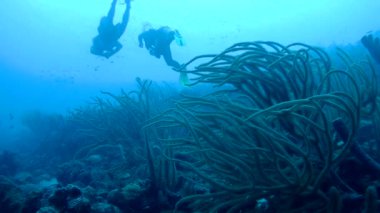 Dalış Karayip Denizi sualtı 1080 p video insanlar