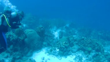 Dalış Karayip Denizi sualtı 1080 p video insanlar