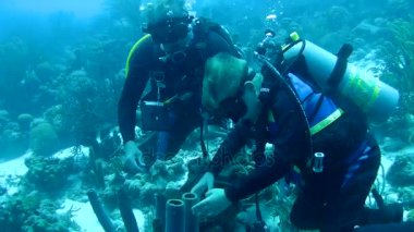 Dalış Karayip Denizi sualtı 1080 p video insanlar