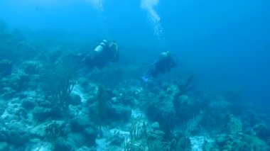 Dalış Karayip Denizi sualtı 1080 p video insanlar