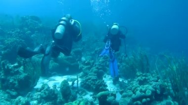 Dalış Karayip Denizi sualtı 1080 p video insanlar