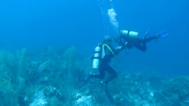 Dalış Karayip Denizi sualtı 1080 p video insanlar