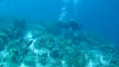 Dalış Karayip Denizi sualtı 1080 p video insanlar