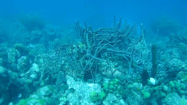 Vie corail vidéo sous-marine 1080p Mer des Caraïbes — Video