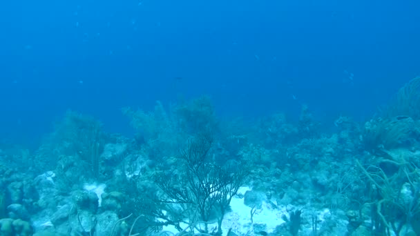 Koraal leven onderwater video 1080p Caribische zee — Stockvideo