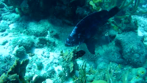 Коралловые жизни под водой видео 1080p Карибского моря — стоковое видео