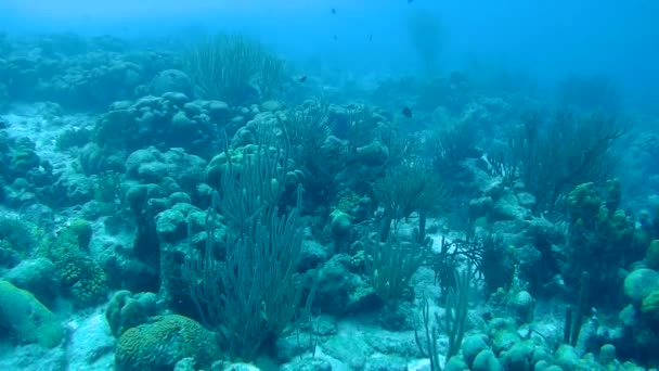 Vida coralina vídeo submarino 1080p Mar Caribe — Vídeos de Stock