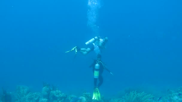 People diving caribbean sea underwater 1080P video — Stock Video