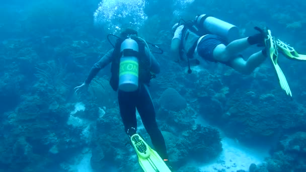 Ludzie nurkowanie Morze Karaibskie podwodne wideo 1080p — Wideo stockowe