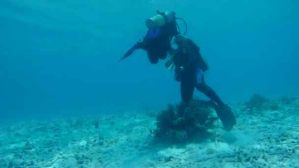 People diving caribbean sea underwater 1080P video — Stock Video