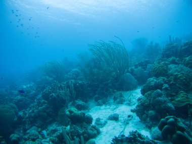 mercan hayat Karayip deniz sualtı