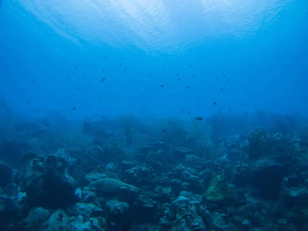 Korall liv Karibiska havet under vattnet — Stockfoto