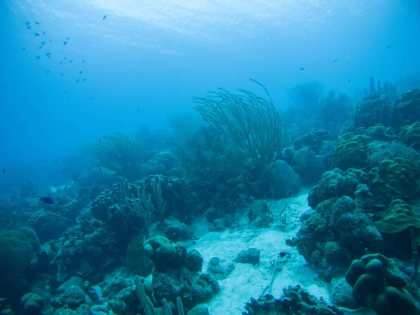 Korall liv Karibiska havet under vattnet — Stockfoto