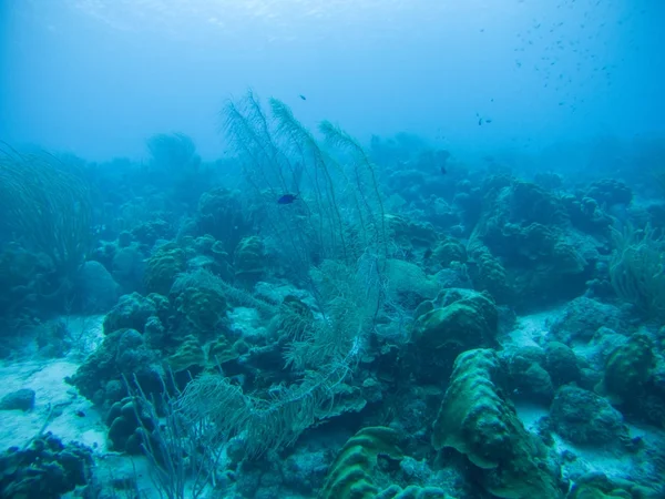 Vida coralina mar caribe bajo el agua — Foto de Stock