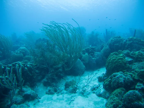 Vida coralina mar caribe bajo el agua — Foto de Stock