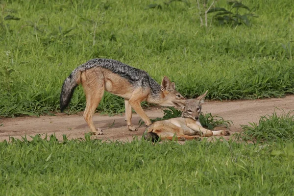 Wild Dog animal mamífero peligroso África sabana Kenia — Foto de Stock