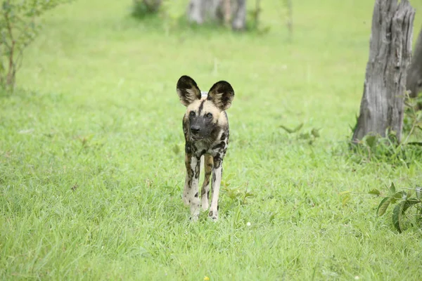 Wild Dog dangerous mammal animal africa savannah Kenya — Stock Photo, Image