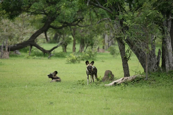 야생 개 위험 한 포유동물인 아프리카 대초원 케냐 — 스톡 사진