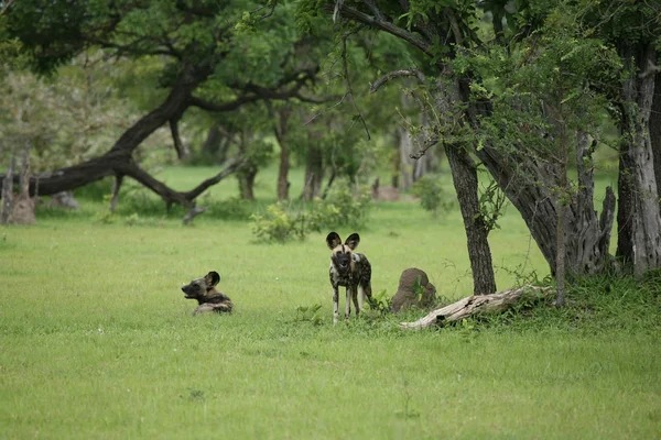 Divoký pes nebezpečný savec zvíře africká savana keňa — Stock fotografie