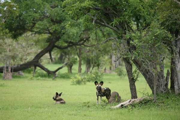 Wilde hond gevaarlijk zoogdier dier africa savannah Kenia — Stockfoto