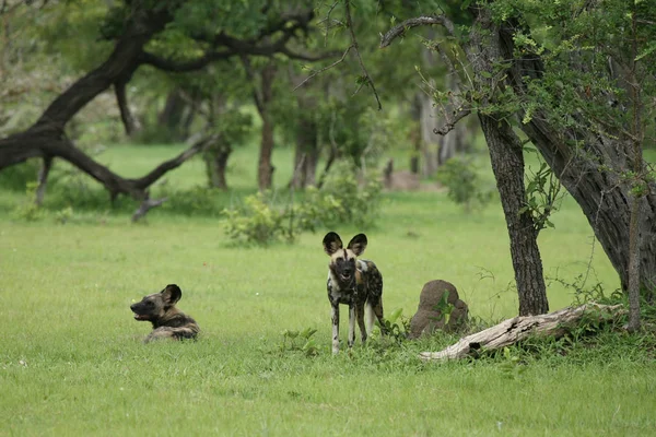 야생 개 위험 한 포유동물인 아프리카 대초원 케냐 — 스톡 사진