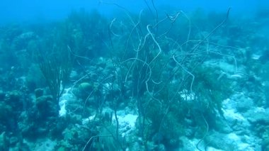 mercan hayat sualtı video 1080p Karayip Denizi