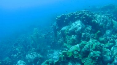 mercan hayat sualtı video 1080p Karayip Denizi