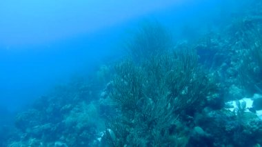 mercan hayat sualtı video 1080p Karayip Denizi