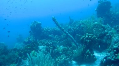mercan hayat sualtı video 1080p Karayip Denizi