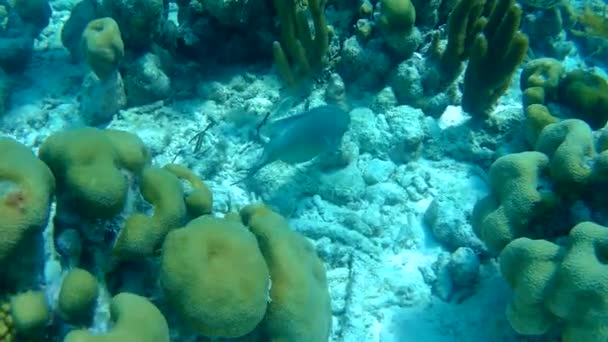Vida coralina vídeo submarino 1080p Mar Caribe — Vídeo de stock